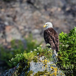Bald eagle sitting on the rock by Lyl Dil Creations