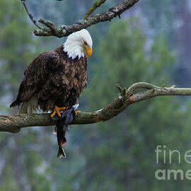 A bald eagle with lunch by Jeff Swan