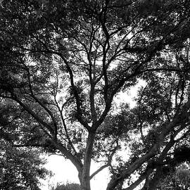 A Canopy of Shade for the Backyard - Black and White by Katherine Nutt