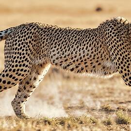 A Cheetah's Dance with Destiny by Samuel HUYNH