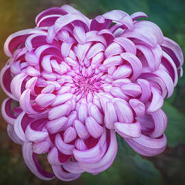 A Chrysanthemum  by Sylvia Goldkranz