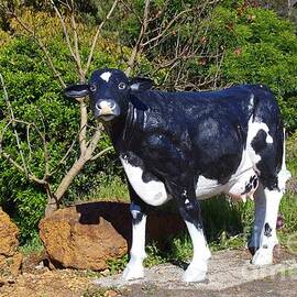 A Cow in Cowaramup by Lesley Evered