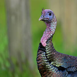 A Cute Turkey by Amazing Action Photo Video