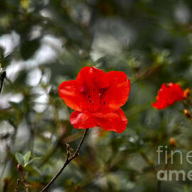 A Delicate Red Flower by Debra Banks
