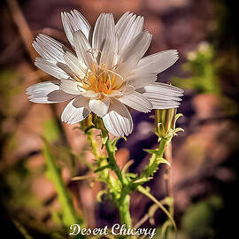 A Desert Chicory by Robert Bales