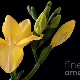 A Flowering Freesia by Wendy Wilton