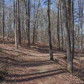 A Forest Path Forward by Ed Williams