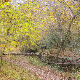 A Forest Walk in the Croatan by Bob Decker