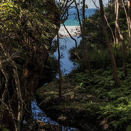 A Glimpse of Hyams Beach by Suzanne Luft