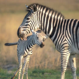 A Good Zebra Mom Botswana Africa by Joan Carroll