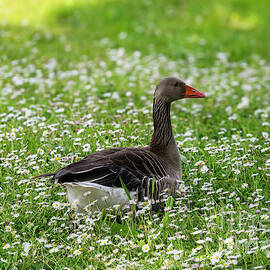 A goose in the flowerbed by Claudia Evans