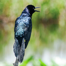 A Grackle Call by Norman Johnson