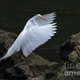 A Great Egret by Douglas Stucky