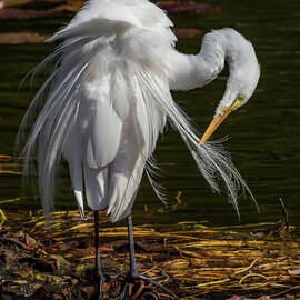 A Great Egret Preens  03-10 by Bruce Frye