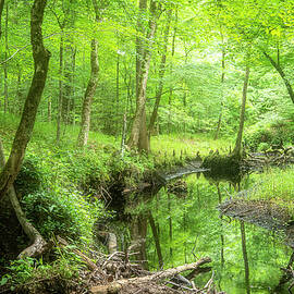  A Green Spring View in the Forest by Bob Decker