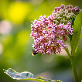 A Happy Little Bee by Holly April Harris