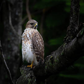 A Hawk in the Forest by Mark Andrew Thomas