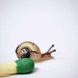 A Jung Snail and A Matchstick by Elisabeth Derichs