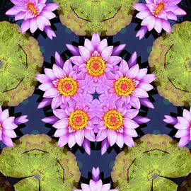 A Kaleidoscope of Waterlilies by Kathrin Poersch