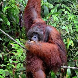 A large orangutan hangs on rope and tree eating bananas Semenggoh Nature sanctuary Kuching Malaysia by Imran Ahmed