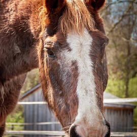A Life Saved - Duke Skywalker, Quarter Horse King of South Jersey Horse Rescue by Kristia Adams
