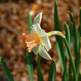 A Lonely Daffodil by Robert Tubesing