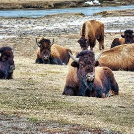 A Lot of Bull by Michael R Anderson