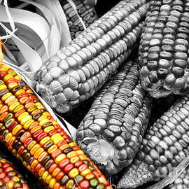 Just A-Maize-ing by Fine Art By Edie