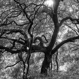 A Monochrome Forest Portrait by Brigitte Thompson