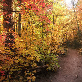 A Morning Stroll Through Autumn Colors  by Saija Lehtonen