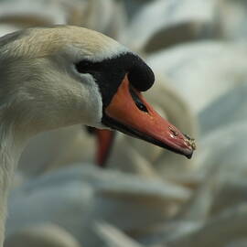 A Mute Swan Amongst Many by James Dower
