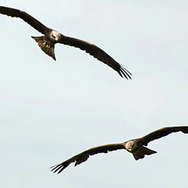 A Pair of Black Kites soaring by James Dower