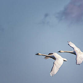 A Pair of Tundra Swans Fly Above Pungo Wildlife Refuge by Bob Decker