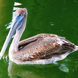 A Pelican by Rick Davis