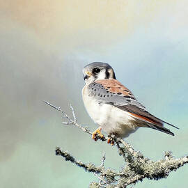 A Perched American Kestrel by HH Photography of Florida