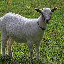 A Pygmy Goat by Barbara Elizabeth