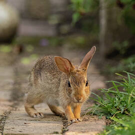 A Rabbit on a Garden Path by Rachel Morrison