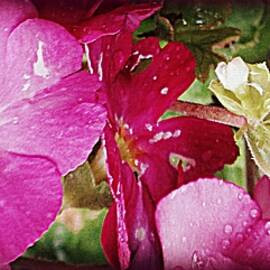 A Rainy Day for Pink Geraniums by VIVA Anderson