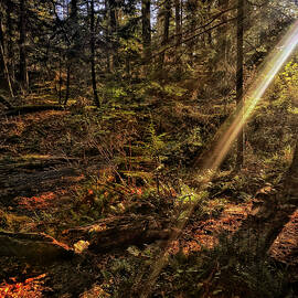 A Ray of Sunshine - Orcas Island Forest by Jerry Abbott