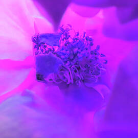 A Vision in Purple - Floral Photographic Art - Roses From Our Gardens by Brooks Garten Hauschild