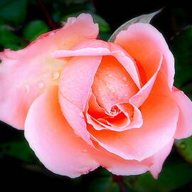 A Rose of Remembrance by Karen Cook