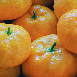 A Satsuma State of Mind by Joe Schofield