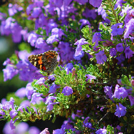 A Sea of Purple by Marcus Jones