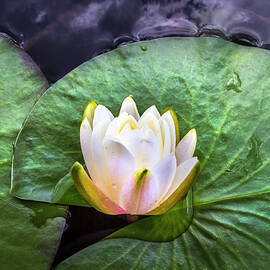 A Single Water Lily Floating by Debra and Dave Vanderlaan