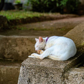 A Sleeping Cat by Bill Rogers