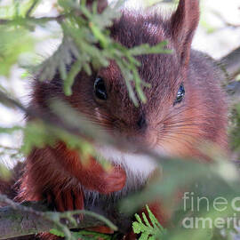 A Small And Young Squirrel Is So Cute by Johanna Hurmerinta