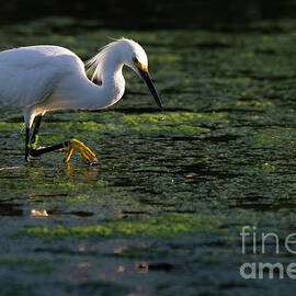 A speck of backlight on an Egret  by Ruth Jolly