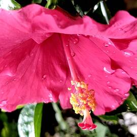 A STUDY OF HIBISCUS FLOWER