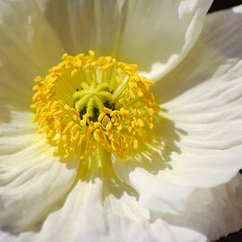 A Sunbathing Papaver Bloom by Neil R Finlay