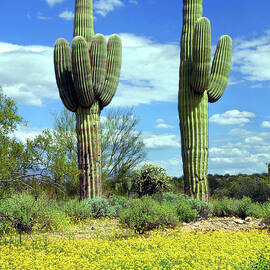 A Taste Of Sonoran Desert Spring by Douglas Taylor